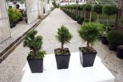 Pinus Mugo Laurin - Pinus Mugo Mops - Pinus Mugo Winter Gold (Estate)