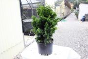 Chamaecyparis Obtusa Nana